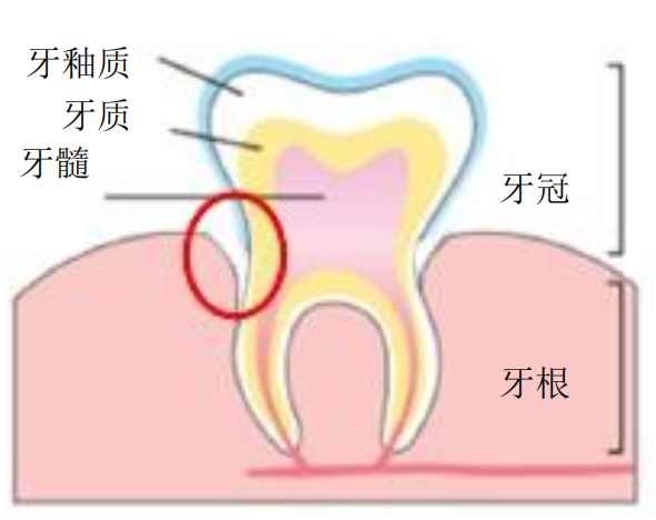 牙釉質(zhì).png