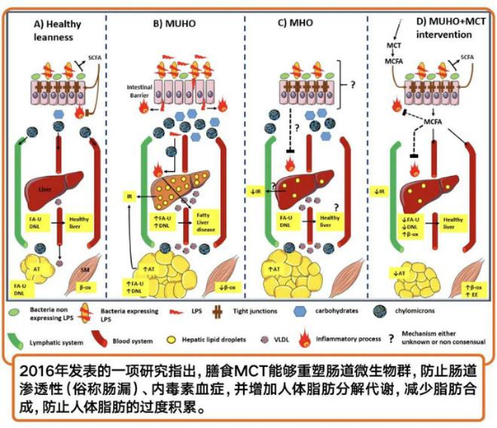 MCT在食品中的應(yīng)用-楊勝杰的736.png